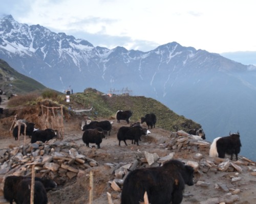 Mardi Himal Upper Camp,