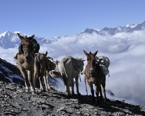Mount Annapurna Lifestyle Donkey,