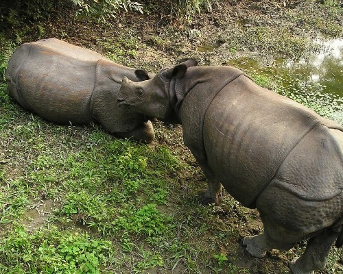 One Horned Rhino Chitwan,