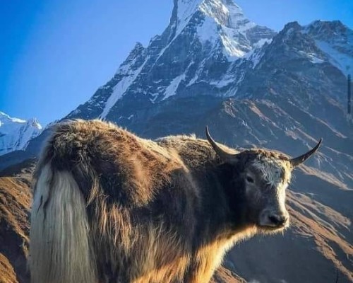 Yak In Himalaya